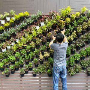 Giardino verticale interno: piante e consigli